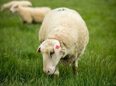 Sheep milk science
