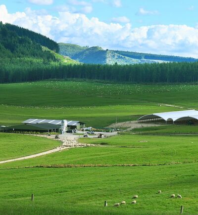 Quality New Zealand sheep milk products, from an ideal partnership