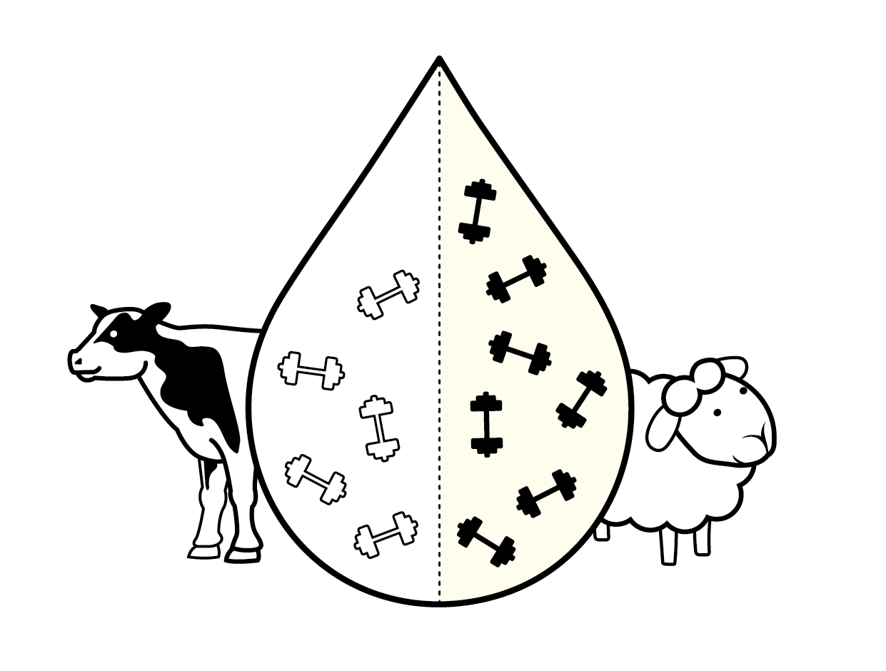 More protein than cow’s and goat’s milk